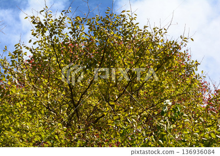 那須平成森林 2025-11-2 #77 那須平成森林 2025-11-2 #77 136936084