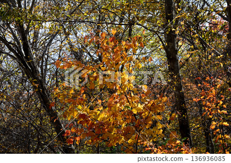 那須平成森林 2025-11-2 #78 136936085