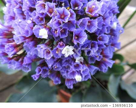 Limonium peregine 136936110