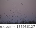 傍晚的一群烏鴉 136936127