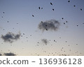傍晚的一群烏鴉 136936128