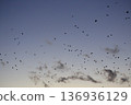 傍晚的一群烏鴉 136936129