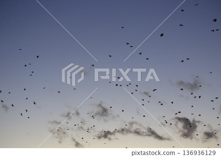 傍晚的一群烏鴉 136936129