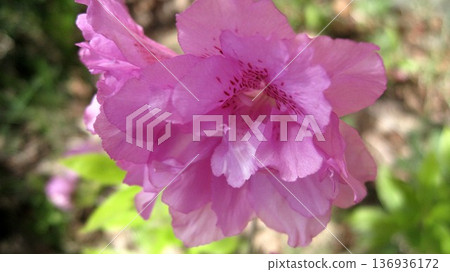 粉紅色的杜鵑花 粉紅色的杜鵑花 136936172