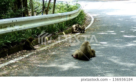 Wild monkeys on Yakushima Island, Kagoshima Prefecture 136936184