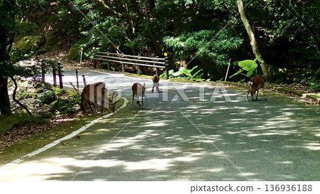 Wild deer on Yakushima Island, Kagoshima Prefecture 136936188