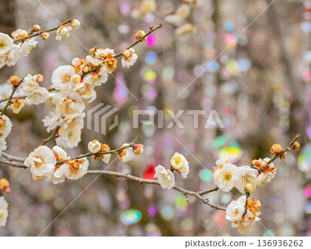 Illuminated early-blooming white plum blossoms Illuminated early-blooming white plum blossoms 136936262