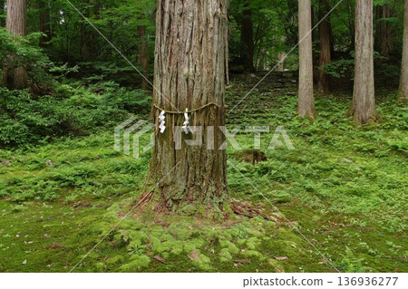 平仙寺白山神社聖樹 平仙寺白山神社聖樹 136936277