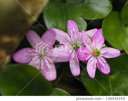 粉紅色雪滴花：預示著春天到來的花朵 136936358