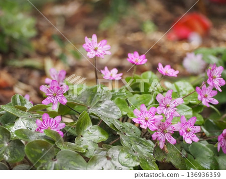 Pink snowdrops: a flower that heralds the arrival of spring Pink snowdrops: a flower that heralds the arrival of spring 136936359