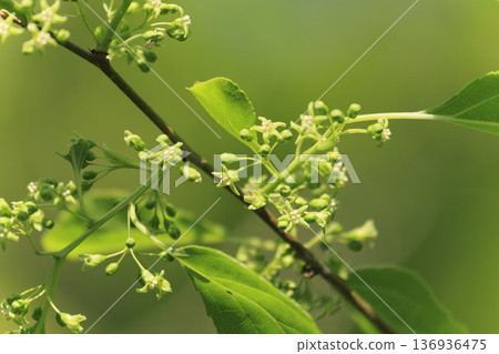 春日森林景色。南蛇藤（Celastrus orbiculatus）在翠綠的枝葉間盛開。 136936475