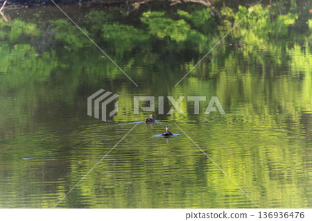 Ducks swimming in a pond reflecting the fresh greenery 136936476