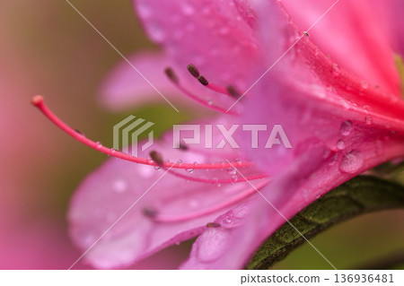Satsuki flowers blooming in the rain Satsuki flowers blooming in the rain 136936481