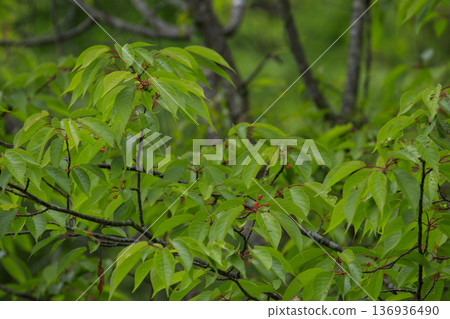 Early summer forest: Mountain cherry trees bearing cherries Early summer forest: Mountain cherry trees bearing cherries 136936490