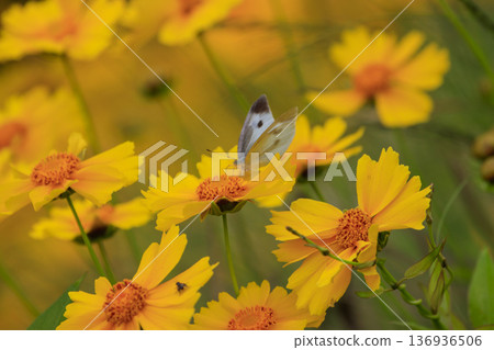 一隻菜粉蝴蝶停在金雞菊上 一隻菜粉蝴蝶停在金雞菊上 136936506