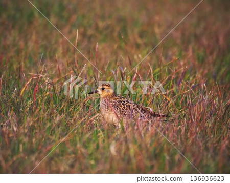 一隻金斑鴴在遷徙途中停泊在荒川河床 一隻金斑鴴在遷徙途中停泊在荒川河床 136936623