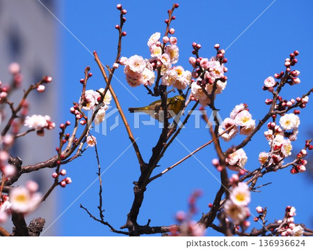 一隻繡眼鳥來到濱離宮花園的梅花叢中吸食花蜜。 一隻繡眼鳥來到濱離宮花園的梅花叢中吸食花蜜。 136936624