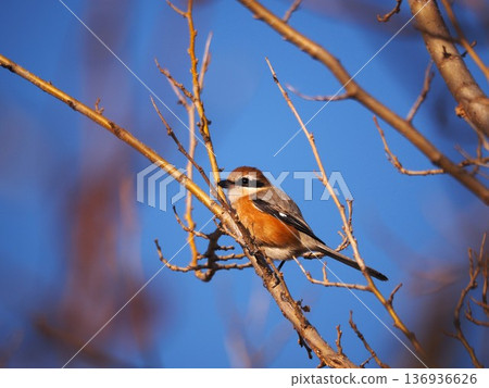 A shrike singing while perched on a tree branch on the Arakawa riverbank 136936626