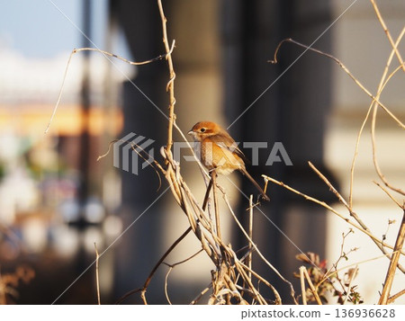 A shrike singing while perched on a tree branch on the Arakawa riverbank 136936628