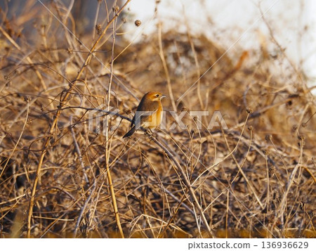 A shrike singing while perched on a tree branch on the Arakawa riverbank 136936629
