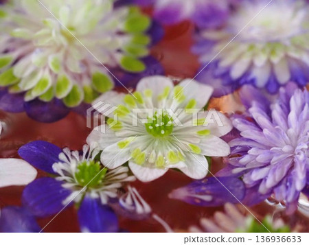 Snowdrop floating flowers 136936633