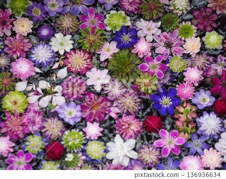 Snowdrop floating flowers Snowdrop floating flowers 136936634