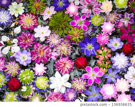Snowdrop floating flowers Snowdrop floating flowers 136936635