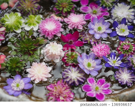 雪花蓮漂浮的花朵 雪花蓮漂浮的花朵 136936637