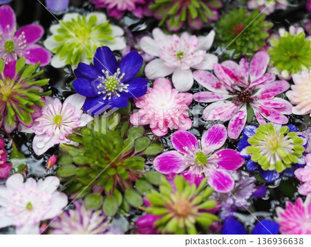 Snowdrop floating flowers 136936638