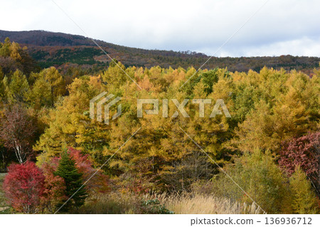 Nasu Heisei Forest 2025-11-2 #96 Nasu Heisei Forest 2025-11-2 #96 136936712