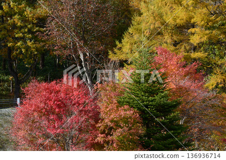 那須平成森林 2025-11-2 #98 136936714