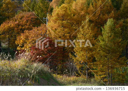 那須平成森林 2025-11-2 #99 136936715