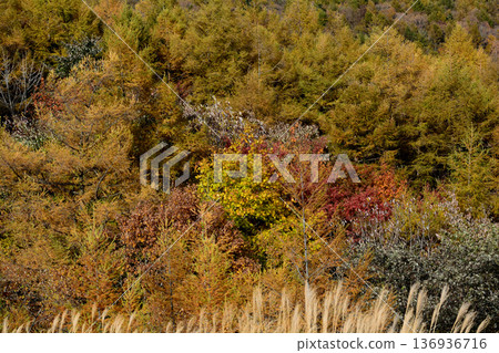 那須平成森林 2025-11-2 #100 136936716