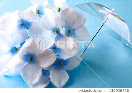 繡球花和傘 繡球花和傘 136936726