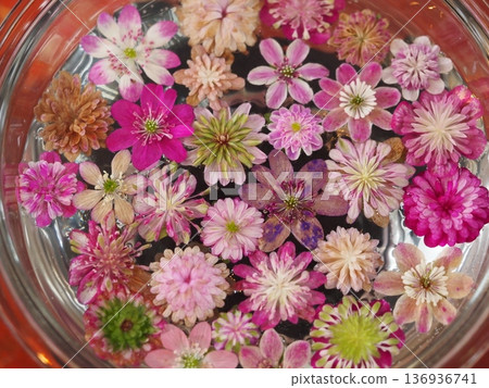 粉紅色雪花蓮漂浮花朵 136936741