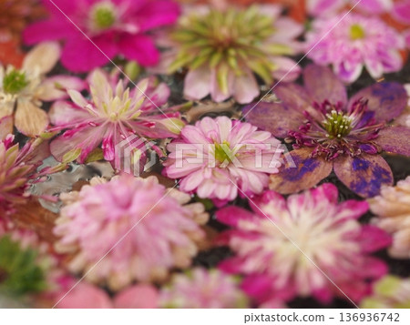 Pink flowers, floating snowdrop flowers Pink flowers, floating snowdrop flowers 136936742
