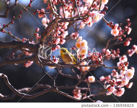 A Japanese white-eye comes to drink nectar from the plum blossoms in Hamarikyu Gardens A Japanese white-eye comes to drink nectar from the plum blossoms in Hamarikyu Gardens 136936828