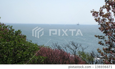 俯瞰大海的山丘上櫻花盛開的景色 136936871