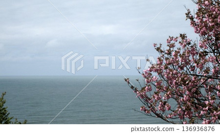 Cherry blossom scenery on a hill overlooking the sea 136936876