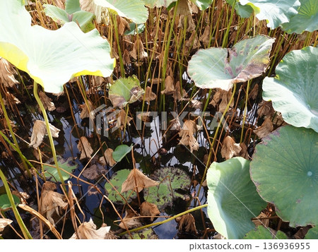 忍池和荷花 136936955