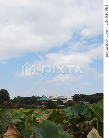 忍池和荷花 136936961