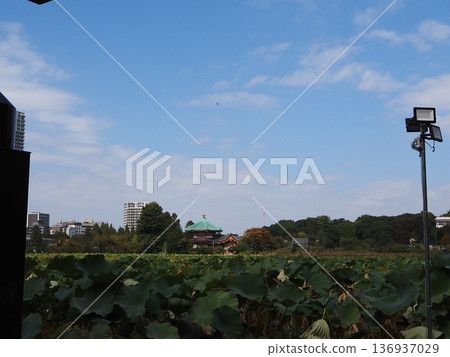 Shinobazu Pond and lotus flowers 136937029