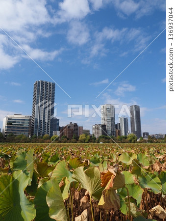 Shinobazu Pond and lotus flowers Shinobazu Pond and lotus flowers 136937044