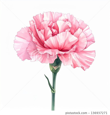 白色背景上的一朵粉紅色康乃馨，用水彩繪製。 136937271