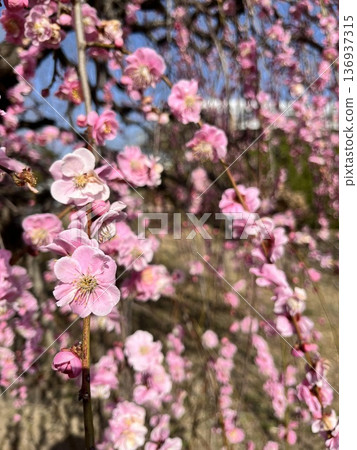 垂柳梅花 136937315