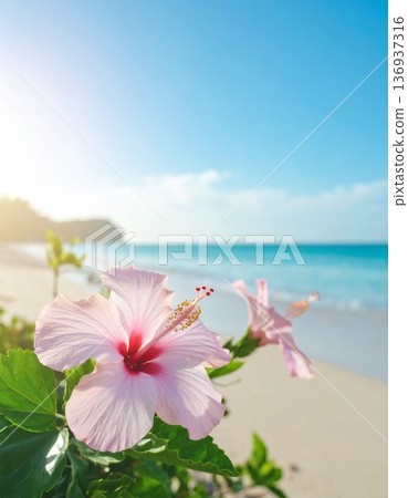 芙蓉花和美麗的海灘 136937316