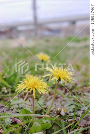 Dandelions blooming against a natural background (vertical position) Dandelions blooming against a natural background (vertical position) 136937467