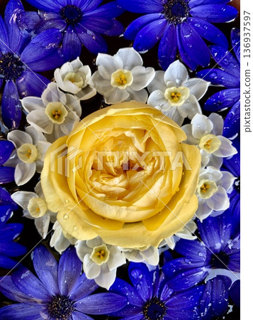 February flower water basin close-up (roses, cineraria, daffodils) at Sugao Shrine, Okazaki City, Aichi Prefecture 136937597