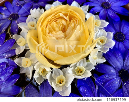 February flower water basin close-up (roses, cineraria, daffodils) at Sugao Shrine, Okazaki City, Aichi Prefecture 136937599