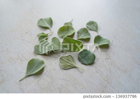 basil leaves on a concrete background 136937796